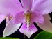 Cattleya detail.jpg